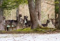 Herd of deer