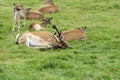 Herd of deer in a clearing Royalty Free Stock Photo