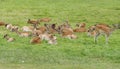 Herd of deer in a clearing Royalty Free Stock Photo