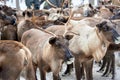 a herd of deer close-up in the forest in winter Royalty Free Stock Photo