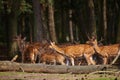 Herd of deer in a dark forest