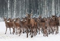 A Herd Of Deer Of Different Sexes And Different Ages, Led By A Curious Young Male In The Foreground.Deer Stag Cervus Elaphus Clo Royalty Free Stock Photo