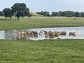 A herd of deer drinking in a lake Royalty Free Stock Photo