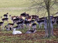 Herd of Deer in an English Park Royalty Free Stock Photo