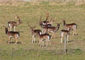 Herd of Deer in an English Park Royalty Free Stock Photo