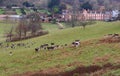 Herd of Deer in an English Park Royalty Free Stock Photo