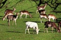 Herd of Deer in an English Park Royalty Free Stock Photo