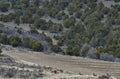 Herd of deer grazing on a desert forest