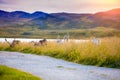 A herd of deer grazing in a meadow Royalty Free Stock Photo