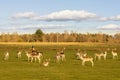 Herd of deer grazing on the meadows Royalty Free Stock Photo