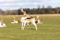 Herd of deer grazing on the meadows Royalty Free Stock Photo