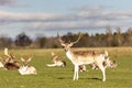 Herd of deer grazing on the meadows Royalty Free Stock Photo