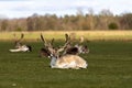 Herd of deer grazing on the meadows Royalty Free Stock Photo