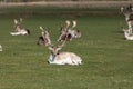 Herd of deer grazing on the meadows Royalty Free Stock Photo