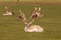 Herd of deer grazing on the meadows Royalty Free Stock Photo
