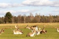 Herd of deer grazing on the meadows Royalty Free Stock Photo