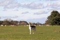 Herd of deer grazing on the meadows Royalty Free Stock Photo