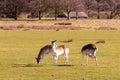 Herd of deer grazing on the meadows Royalty Free Stock Photo