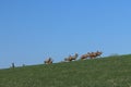 A herd of deer grazing in the spring on a green meadow. Wild animals in captivity. Conservation of Nature and Reduction of the Pop Royalty Free Stock Photo