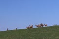 A herd of deer grazing in the spring on a green meadow. Wild animals in captivity. Conservation of Nature and Reduction of the Pop