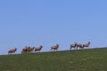 A herd of deer grazing in the spring on a green meadow. Wild animals in captivity. Conservation of Nature and Reduction of the Pop