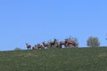 A herd of deer grazing in the spring on a green meadow. Wild animals in captivity. Conservation of Nature and Reduction of the Pop Royalty Free Stock Photo