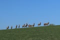 A herd of deer grazing in the spring on a green meadow. Wild animals in captivity. Conservation of Nature and Reduction of the Pop