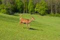 A herd of deer on a green pasture at the sunset