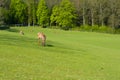 A herd of deer on a green pasture at the sunset