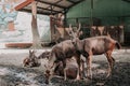 A herd of deer looking for food