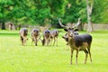 A herd of deer Royalty Free Stock Photo