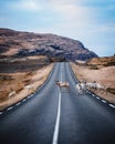 Herd of deer passing an asphalt highway