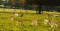 A herd of deer in the pasture - natural scenery Royalty Free Stock Photo