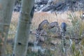 Herd of deer reflected in lake they are drinking from Royalty Free Stock Photo