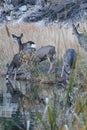 Herd of deer reflected in lake they are drinking from Royalty Free Stock Photo