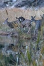 Herd of deer reflected in lake they are drinking from Royalty Free Stock Photo