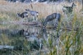 Herd of deer reflected in lake they are drinking from Royalty Free Stock Photo