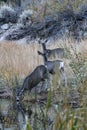 Herd of deer reflected in lake they are drinking from Royalty Free Stock Photo