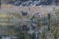 Herd of deer reflected in lake they are drinking from Royalty Free Stock Photo