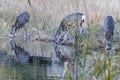 Herd of deer reflected in lake they are drinking from Royalty Free Stock Photo