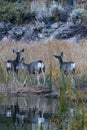 Herd of deer reflected in lake they are drinking from Royalty Free Stock Photo