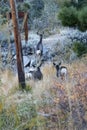 Herd of deer reflected in lake they are drinking from Royalty Free Stock Photo