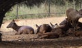 The herd of deer rests. In the blur background