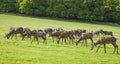 A herd of deer, Richmond Park, London.