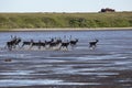 A herd of deer running along the shallows in the river.