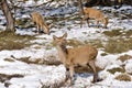 Herd of deer at Salburua park (Spain) Royalty Free Stock Photo