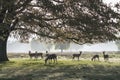 Herd of deer in silhouette from morning sun Royalty Free Stock Photo