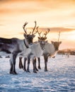 A herd of deer in the snow during sunset. Animals in wildlife. Winter landscape during sunset with deer.