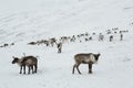 A herd of deer in the snowy mountains. Royalty Free Stock Photo