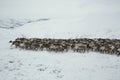 A herd of deer in the snowy mountains. Royalty Free Stock Photo